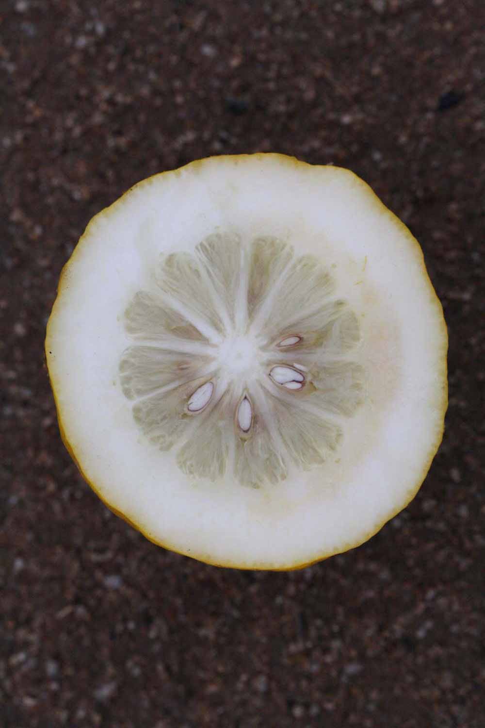                Fruit cross-section (S-1, Riverside,   CA)       
